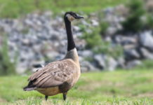 Goose Found Shot in Neck with Arrow in HB Park Where Other Birds Poisoned arrow