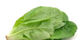 romaine