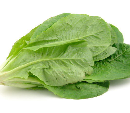 romaine